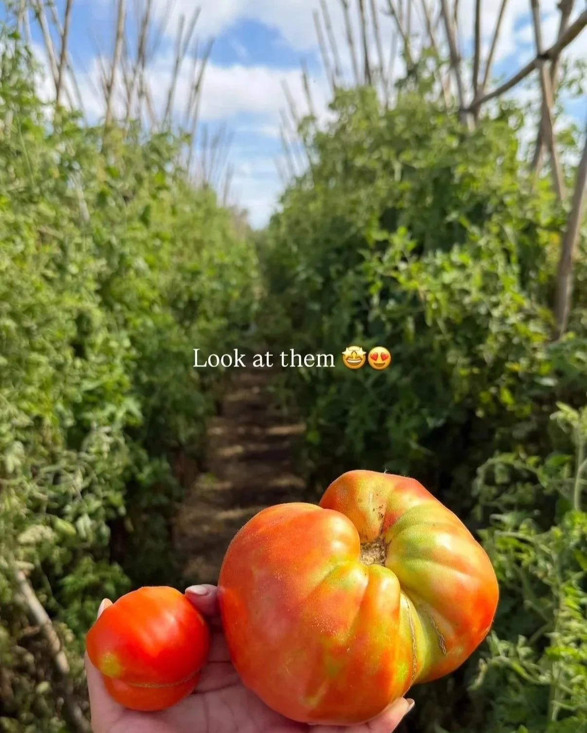 🍅Organic Farm-to-Table Harvest &amp; Tasting Experience 