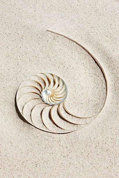 Fibonacci 2.jpg