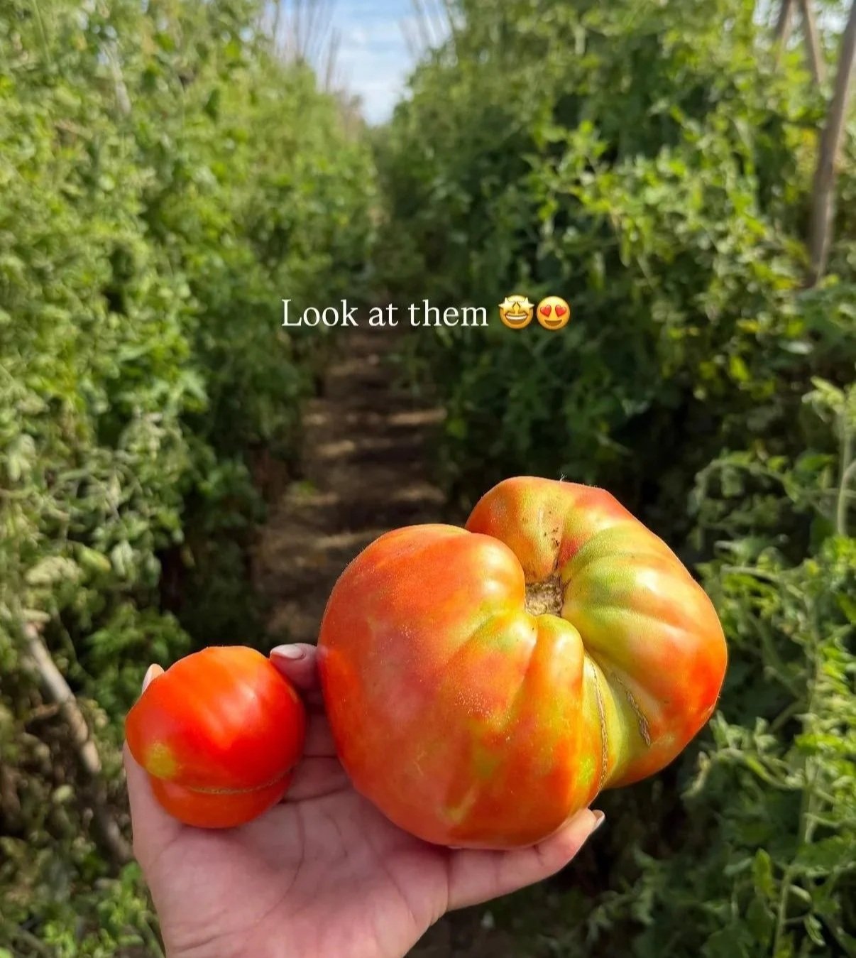 July 4- 🍅Organic Farm-to-Table Harvest & Tasting Experience