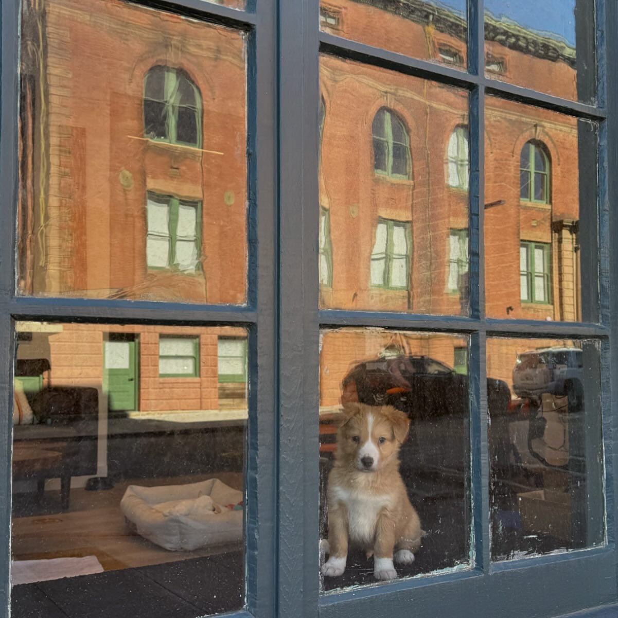 Bennie&rsquo;s first day at the office 🐶