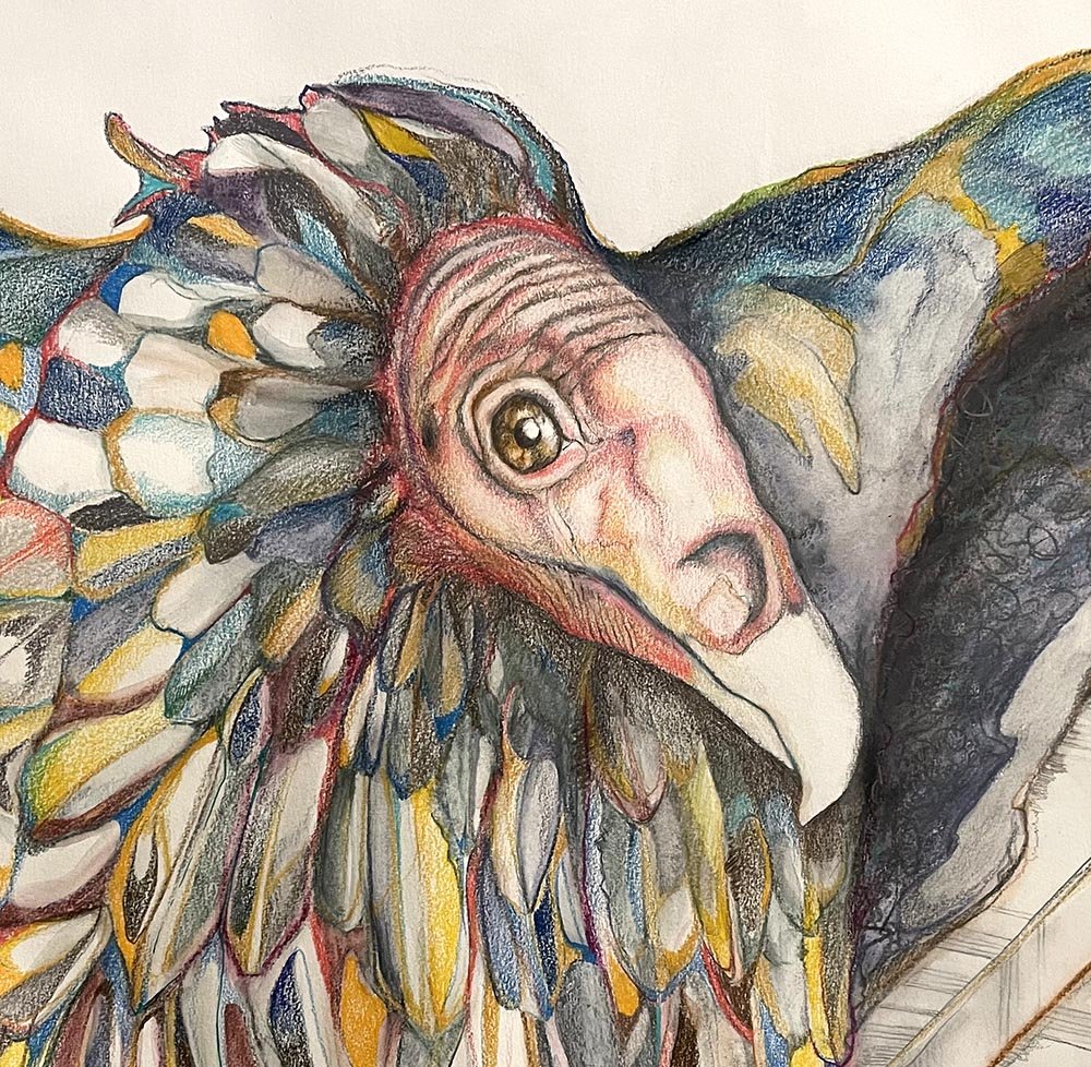 VULTURE .crop.face.jpg