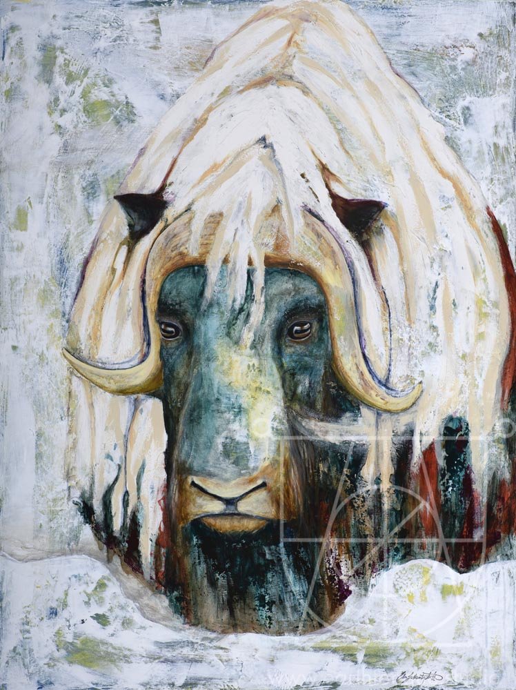 Musk Ox