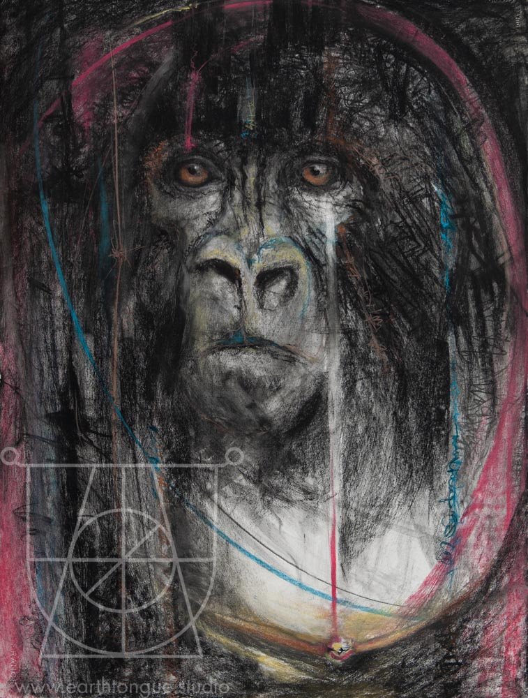 Mountain Gorilla