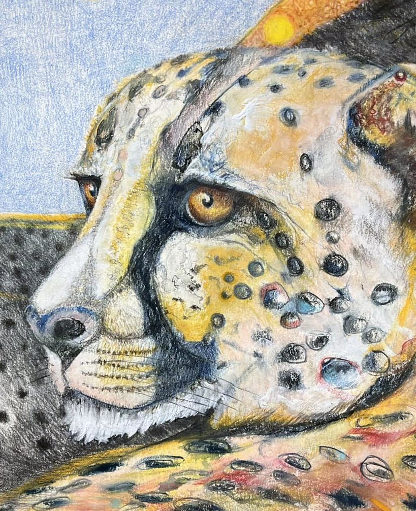 Cheetah and the Sun.crop face 1.jpg