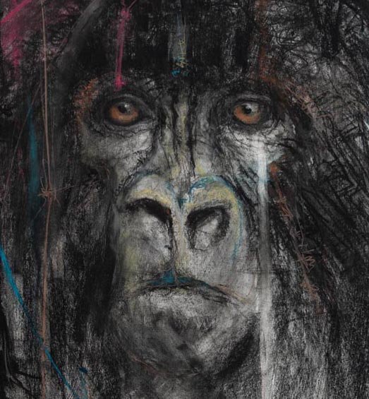 Mountain Gorilla.CROP.jpg