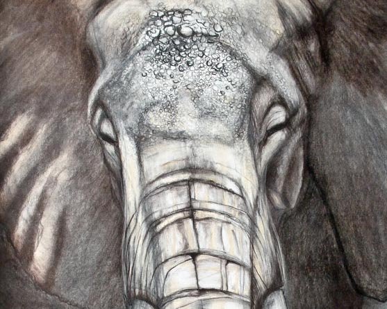 Sound of Elephant I.CROP.jpg