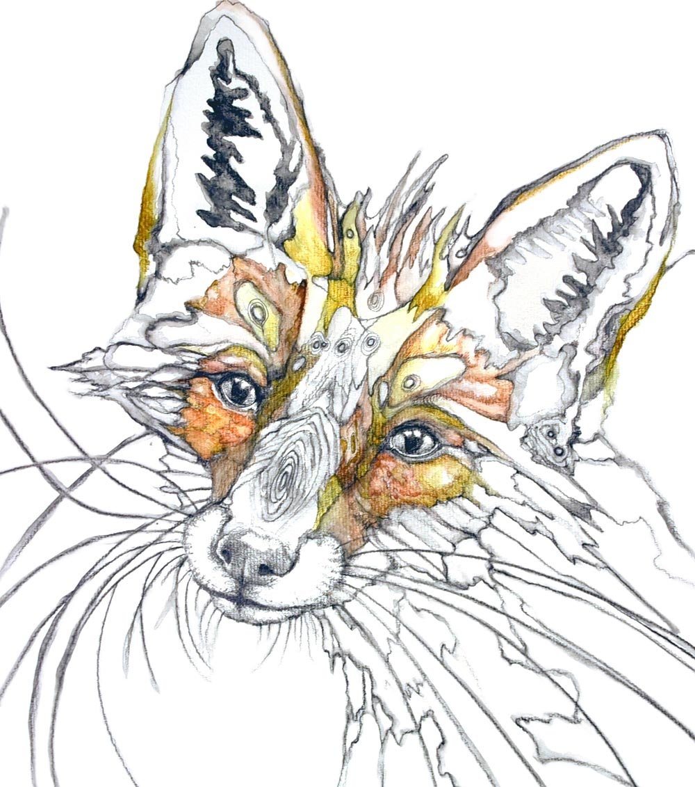 FOX MOTH.CROP.face.jpg