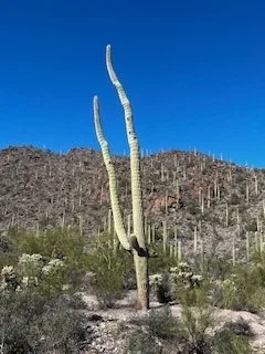 Saguaro 