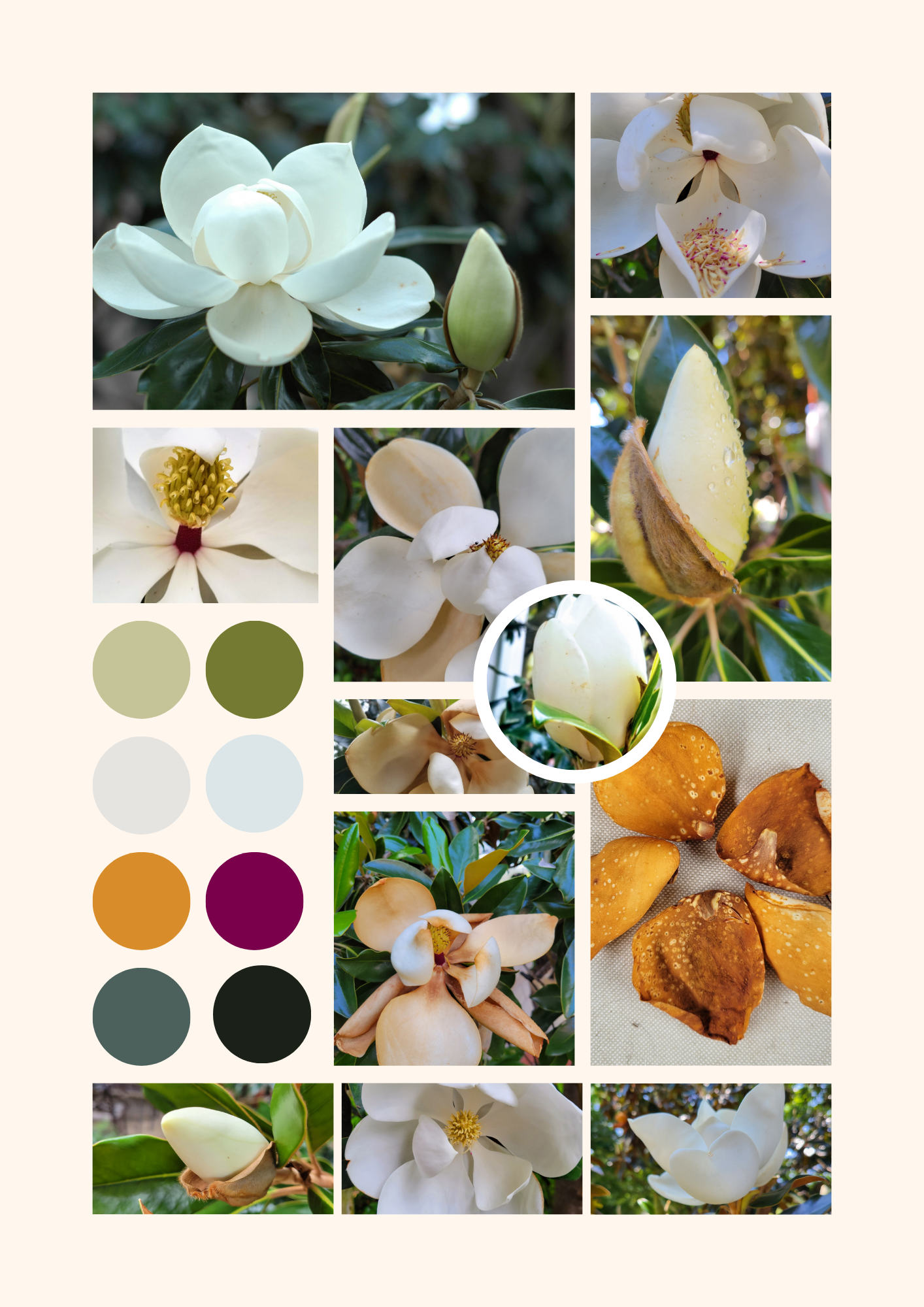 magnolia.png