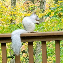 Mountain_Moss_White_Squirrel_Autumn_Leaves_EATING_Acorn_SQUARE_KCHOA_Website.jpg