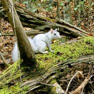 Mountain_Moss_White_Squirrel_Moss_Log_KCHOA_WEB_Square.jpg