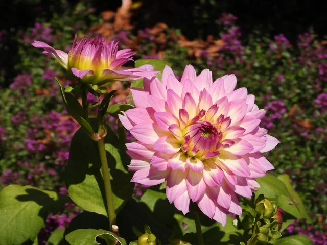 DSCN2484.JPG
