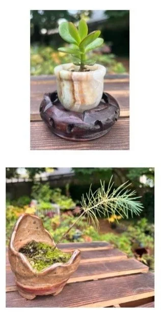 Tree and Stone - Bonsai trees