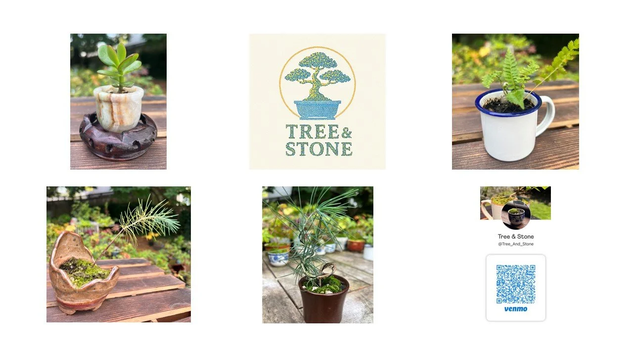 Tree & Stone - Small bonsai trees