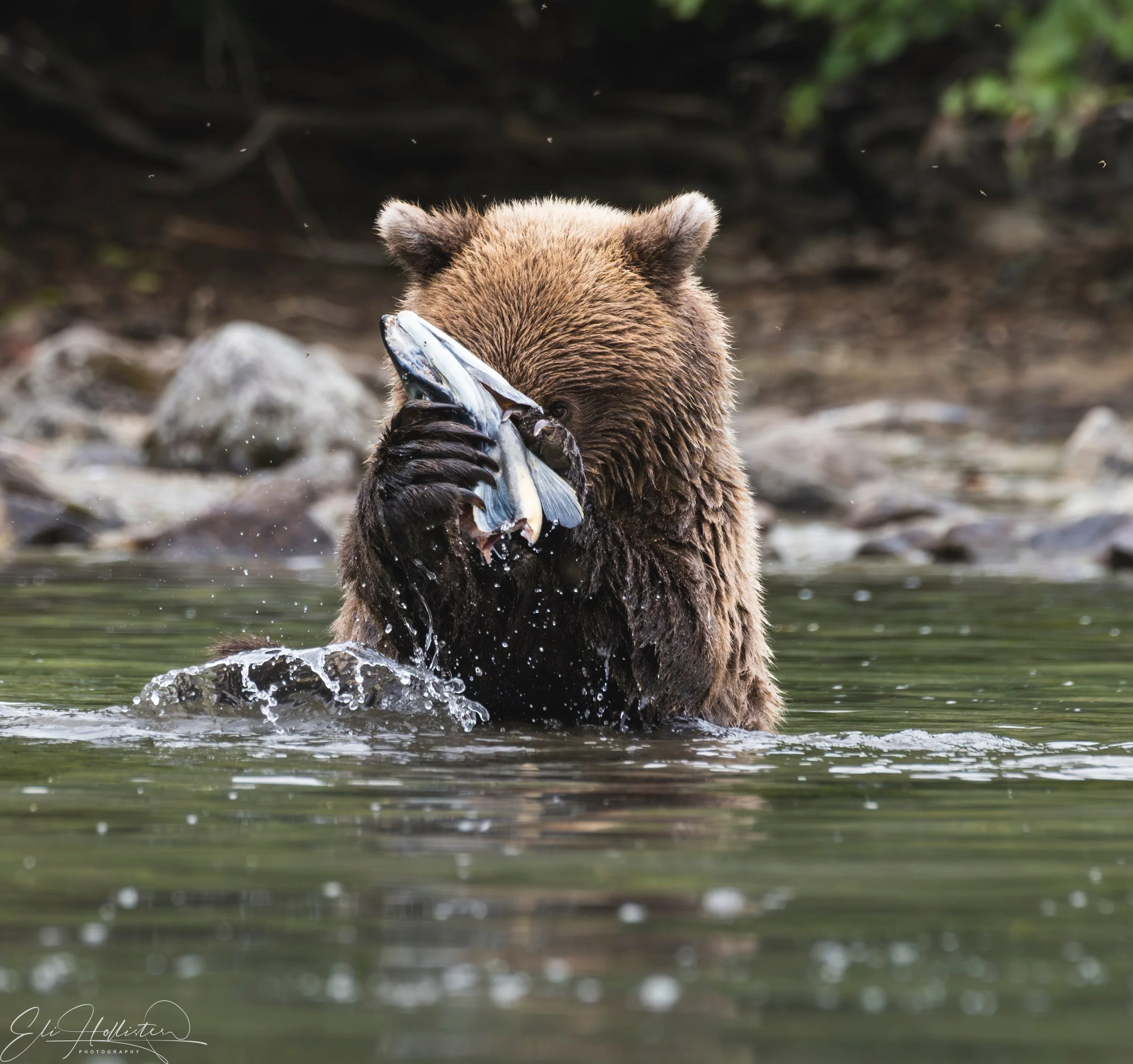 Eli Hollister Photography - Wildlife/landscape photography.