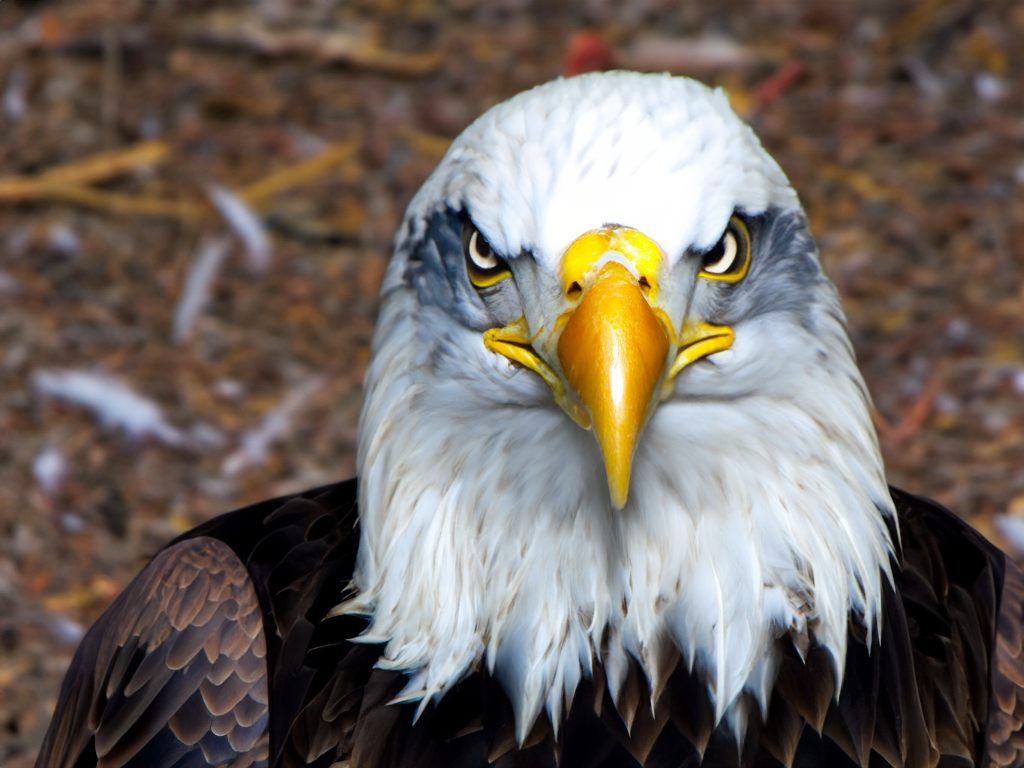 EAGLE Sponsorship