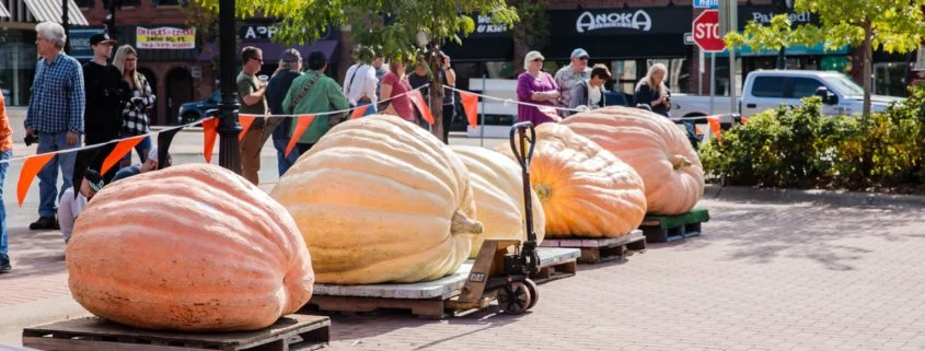 Giant Pumpkin Expo