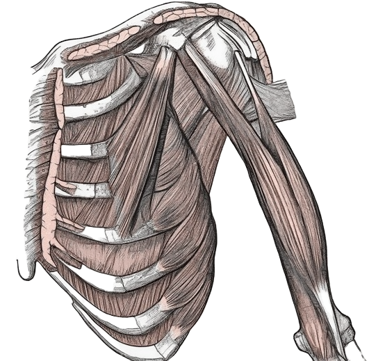 The Shoulder Anatomy Review