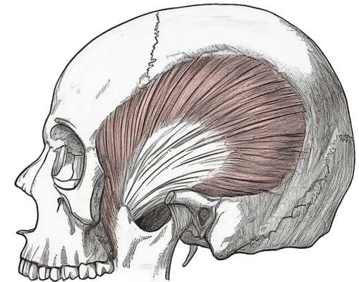 The TMJ and Cranium Anatomy Review