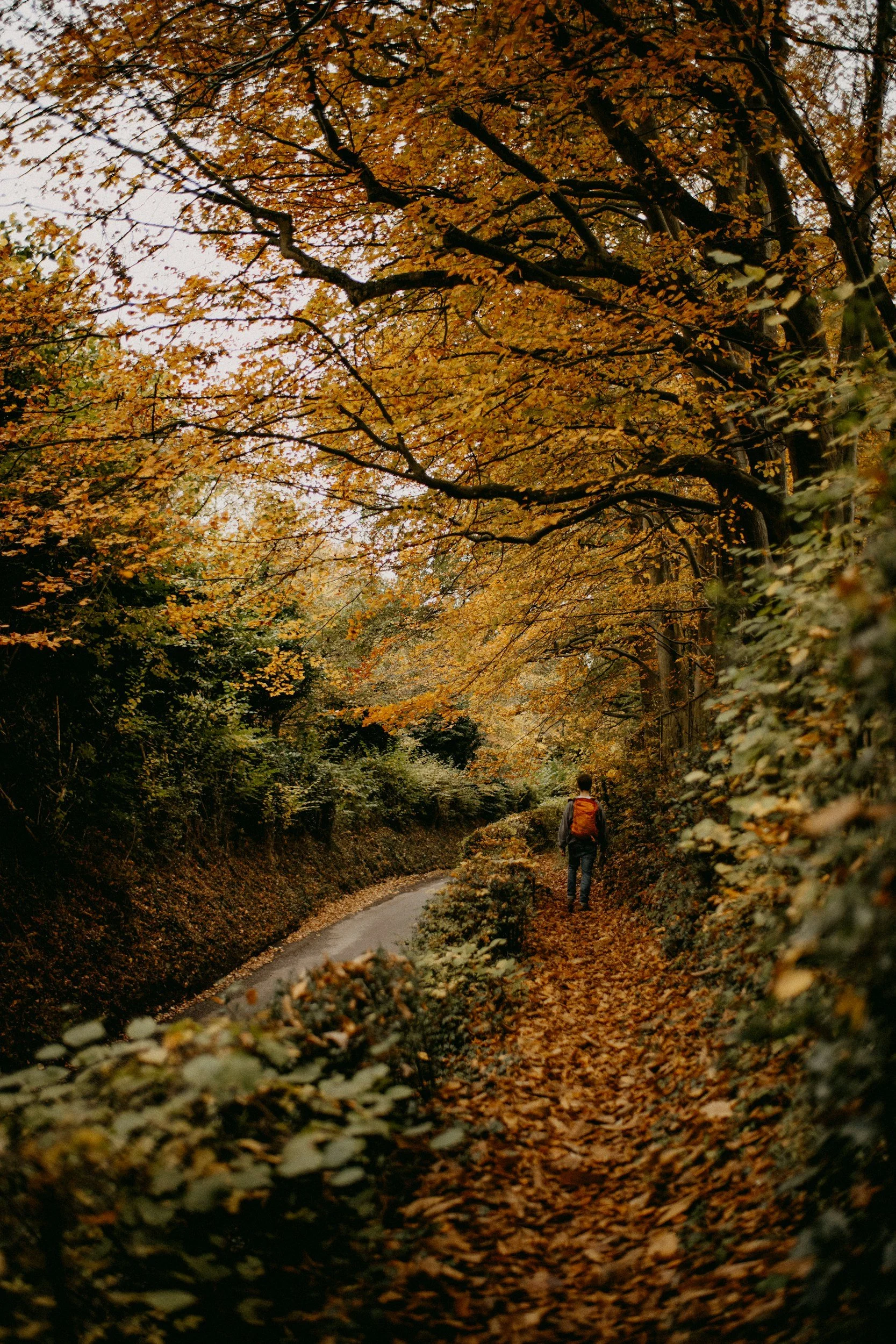 A person walking on a leaf-covered trail in a forest during autumn, surrounded by trees with orange and yellow leaves.
