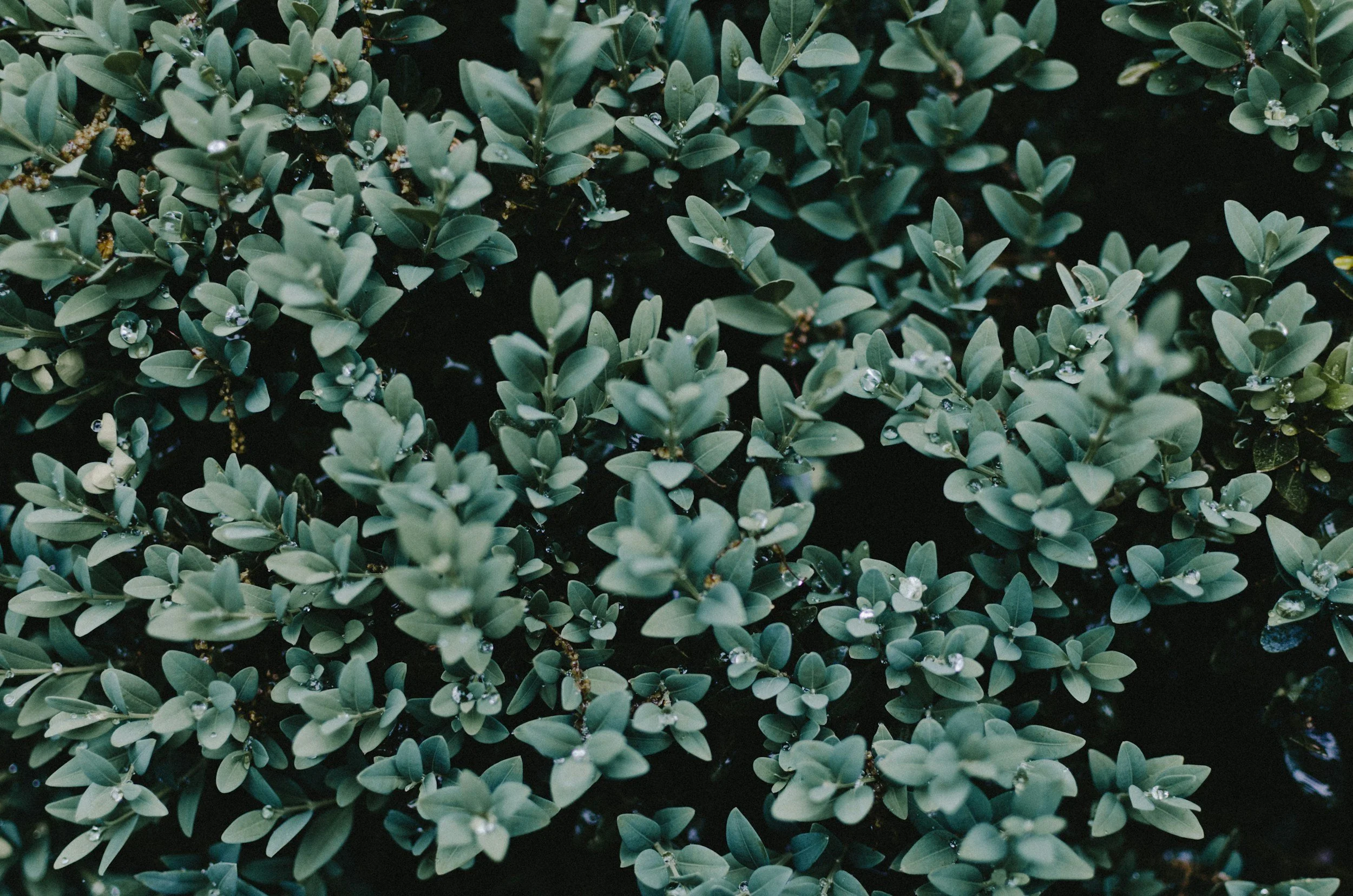 Close-up of dark green, small, oval-shaped leaves on a shrub with tiny water droplets on some leaves.