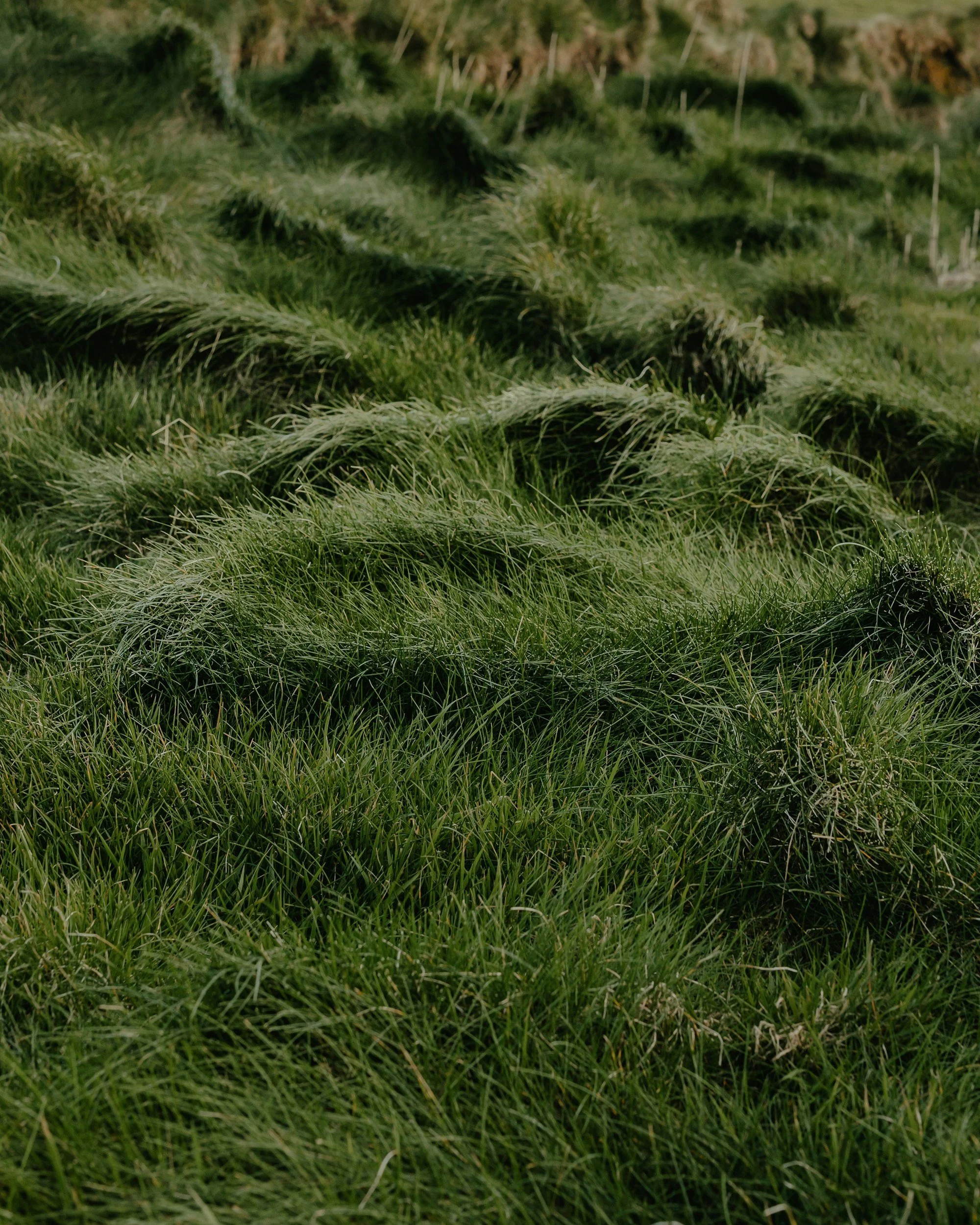 Close-up of green, tall grass with uneven patches and varying textures.