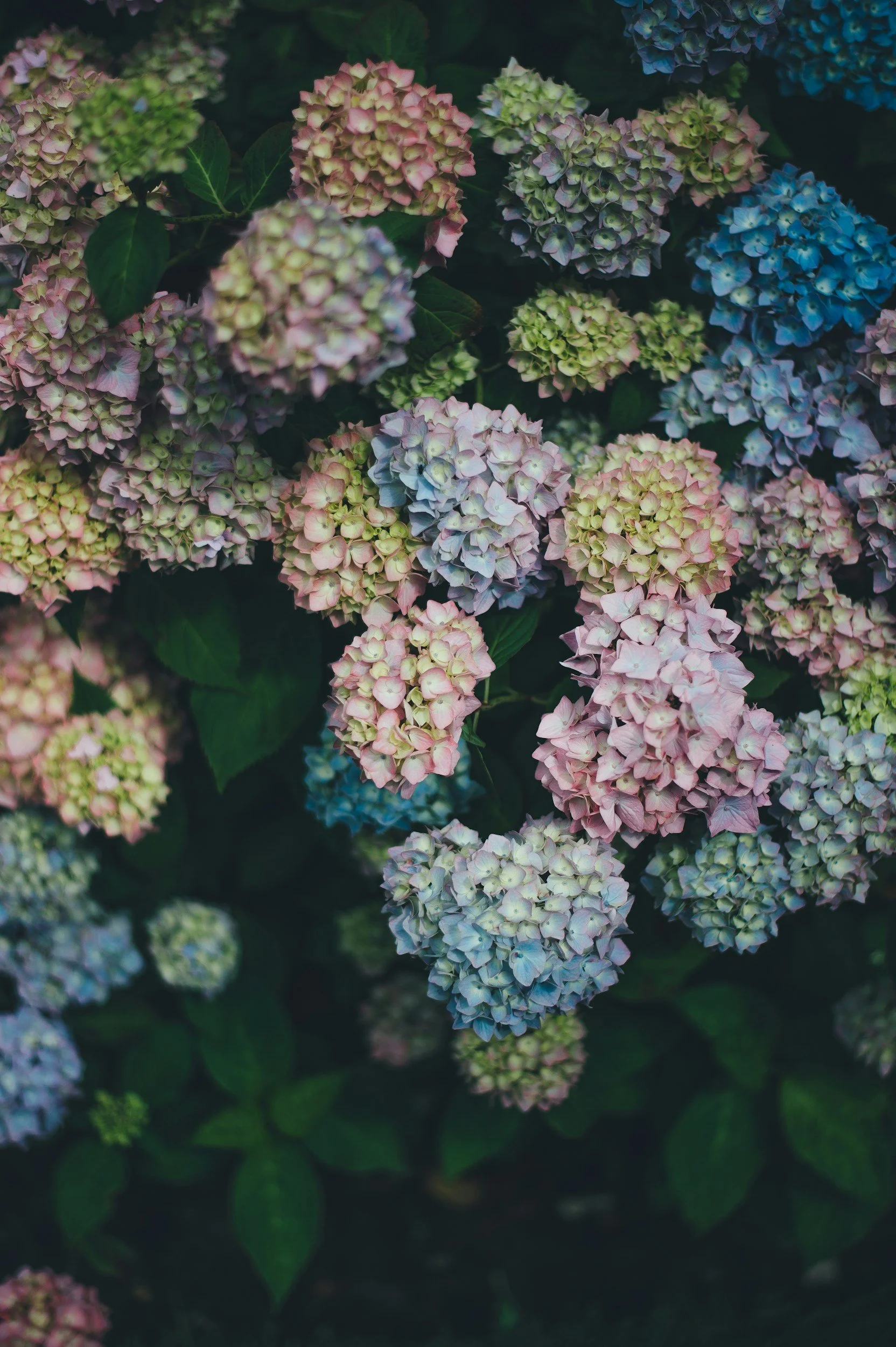 Close-up of colorful hydrangea flowers in shades of pink, blue, and green with dark green leaves in the background.