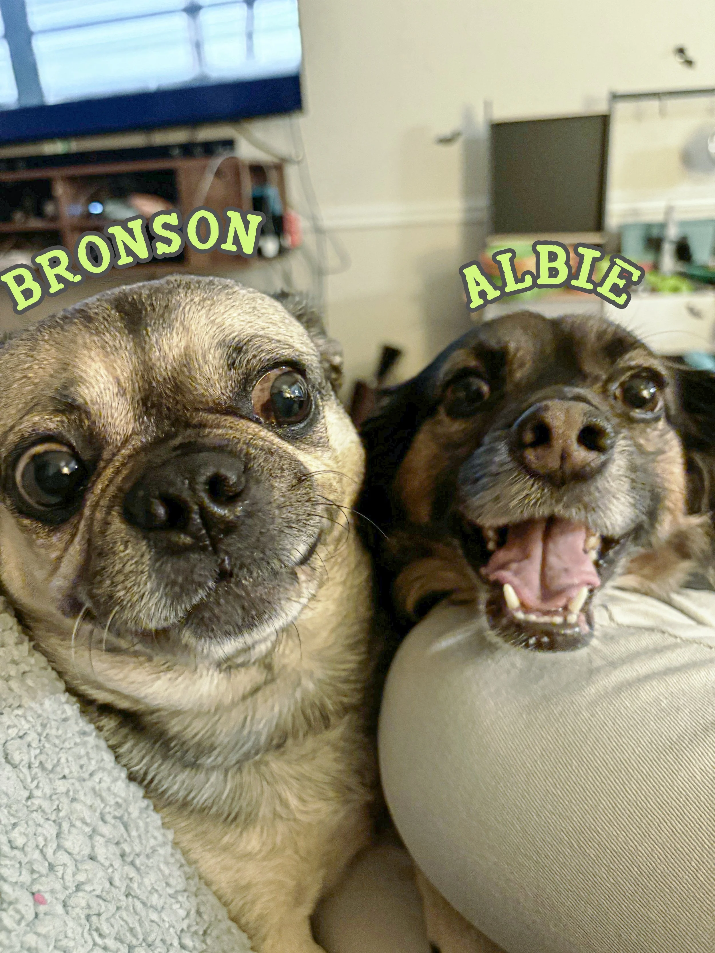 Two dogs, one with a tan and black coat and one with a mostly dark coat, lying on a beige surface, with a computer monitor, shelves, and other household items in the background.