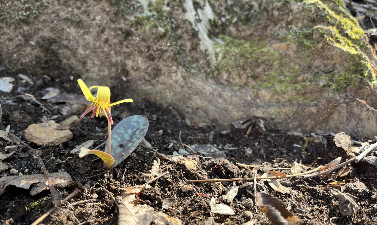 Celebrating the Spring Equinox: An Eco-somatics Retreat