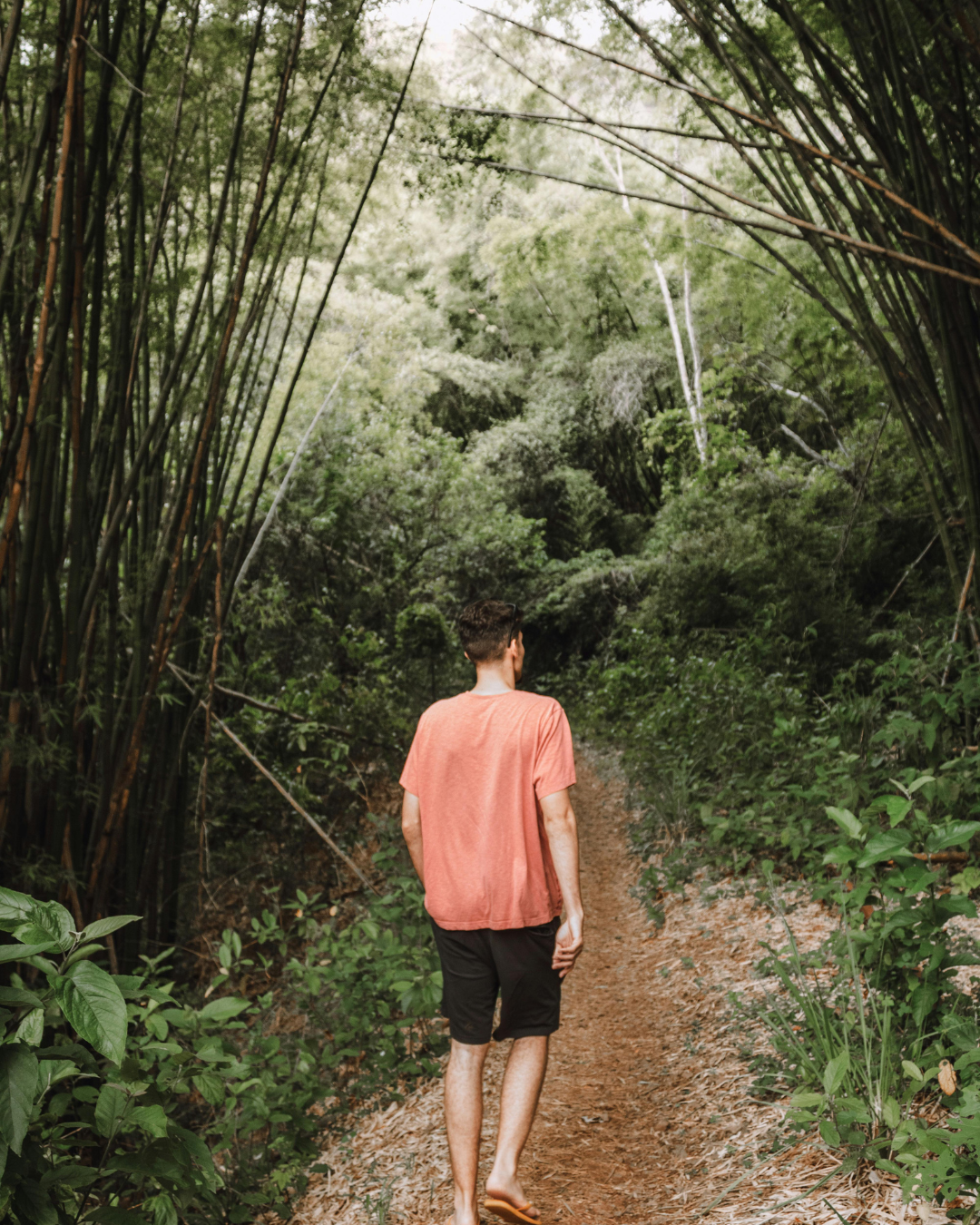 A young man walking on a dirt path through a lush green forest of tall bamboo trees.