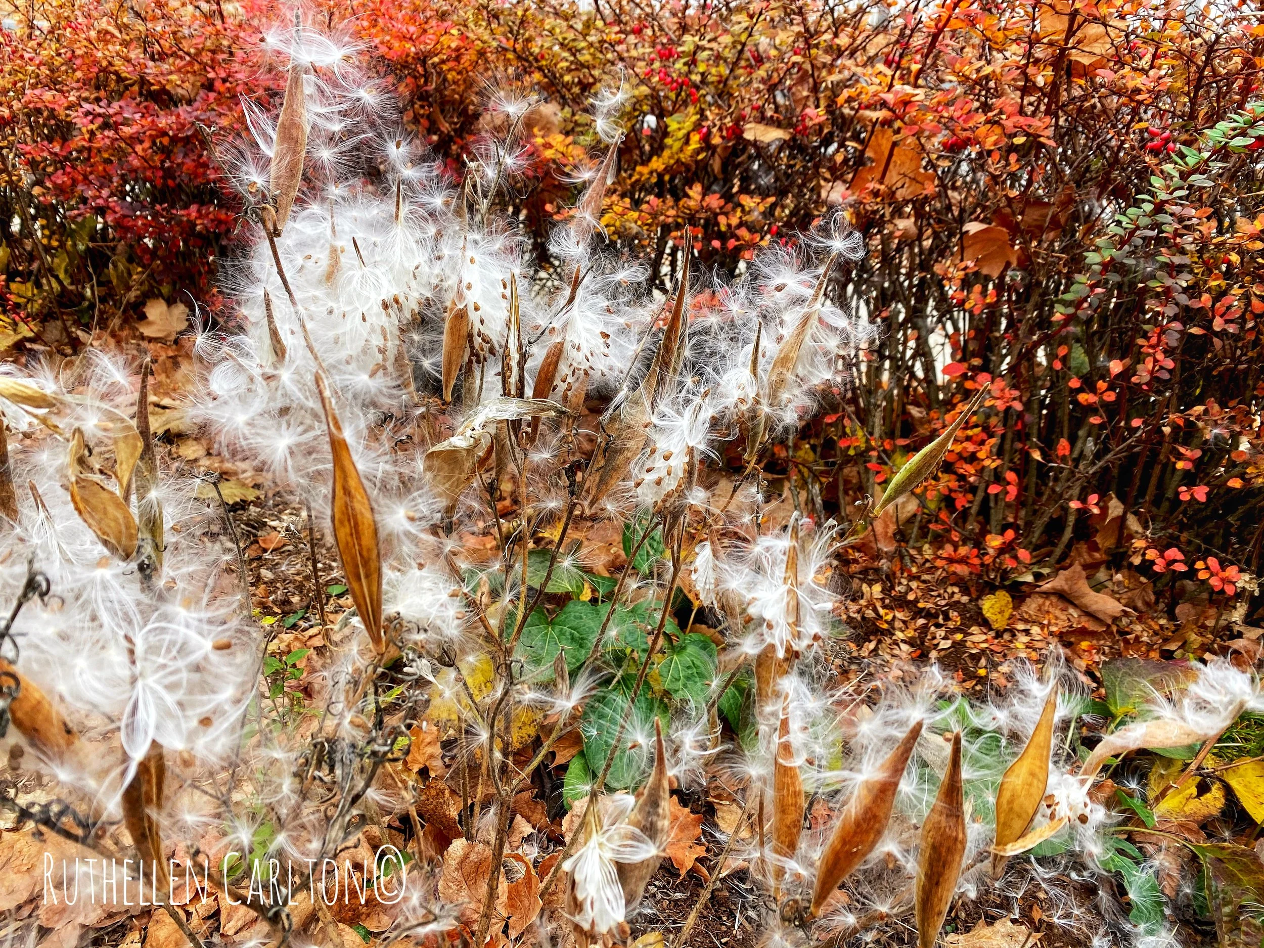 Milkweed pods.jpg