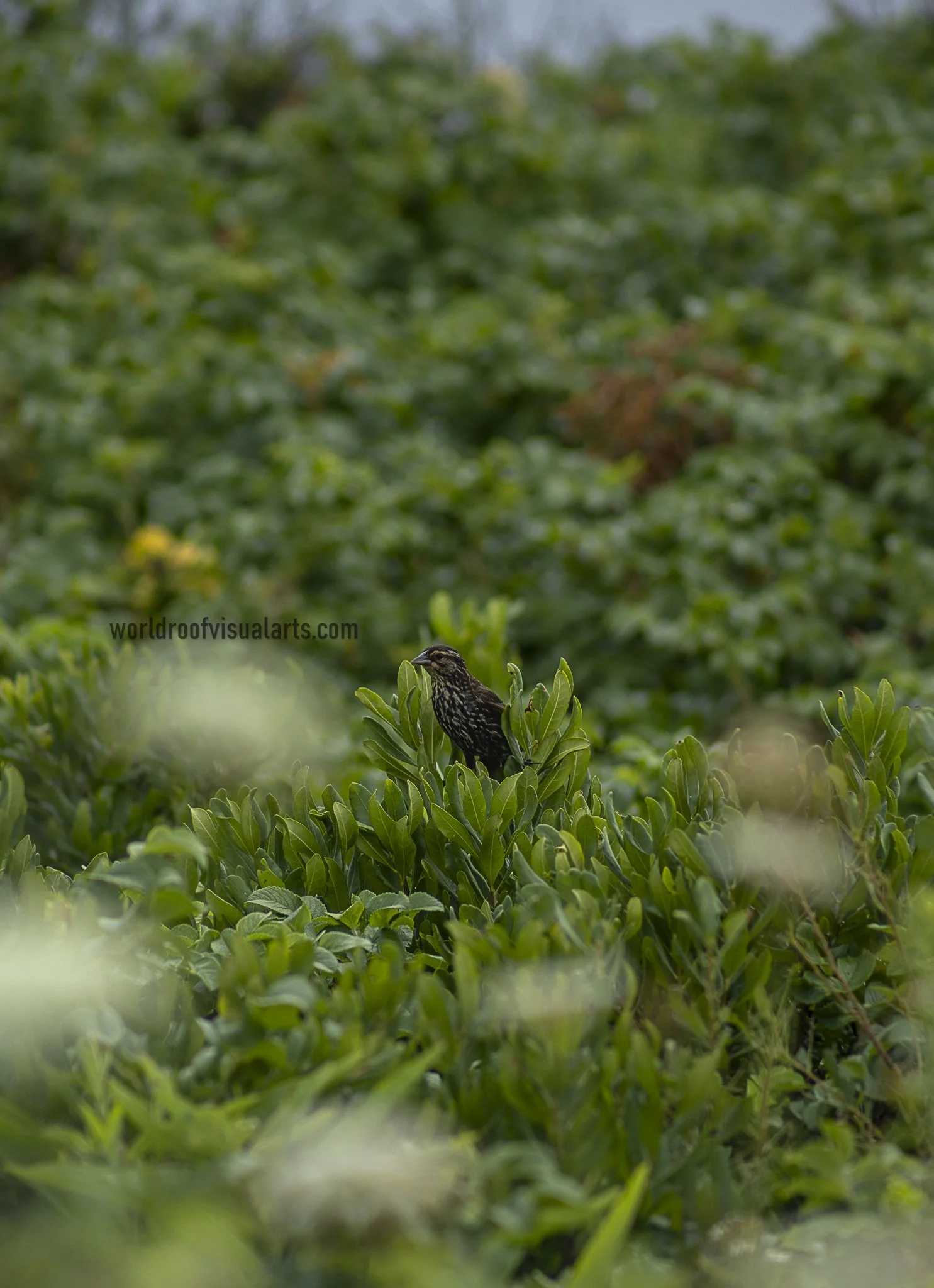 Not The Leaves, Not the Sheep-Westport