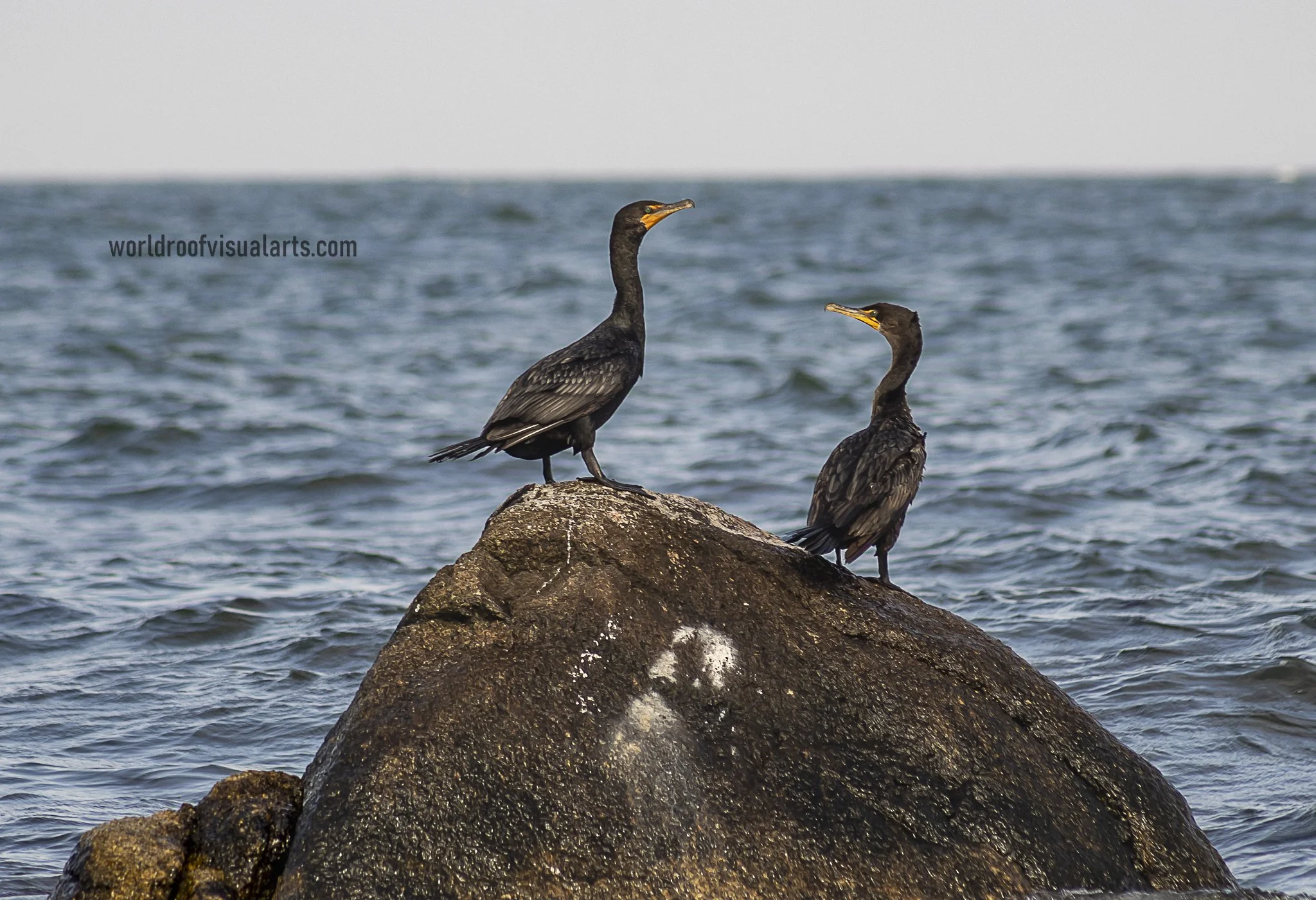 Duck meme 2nd-Westport