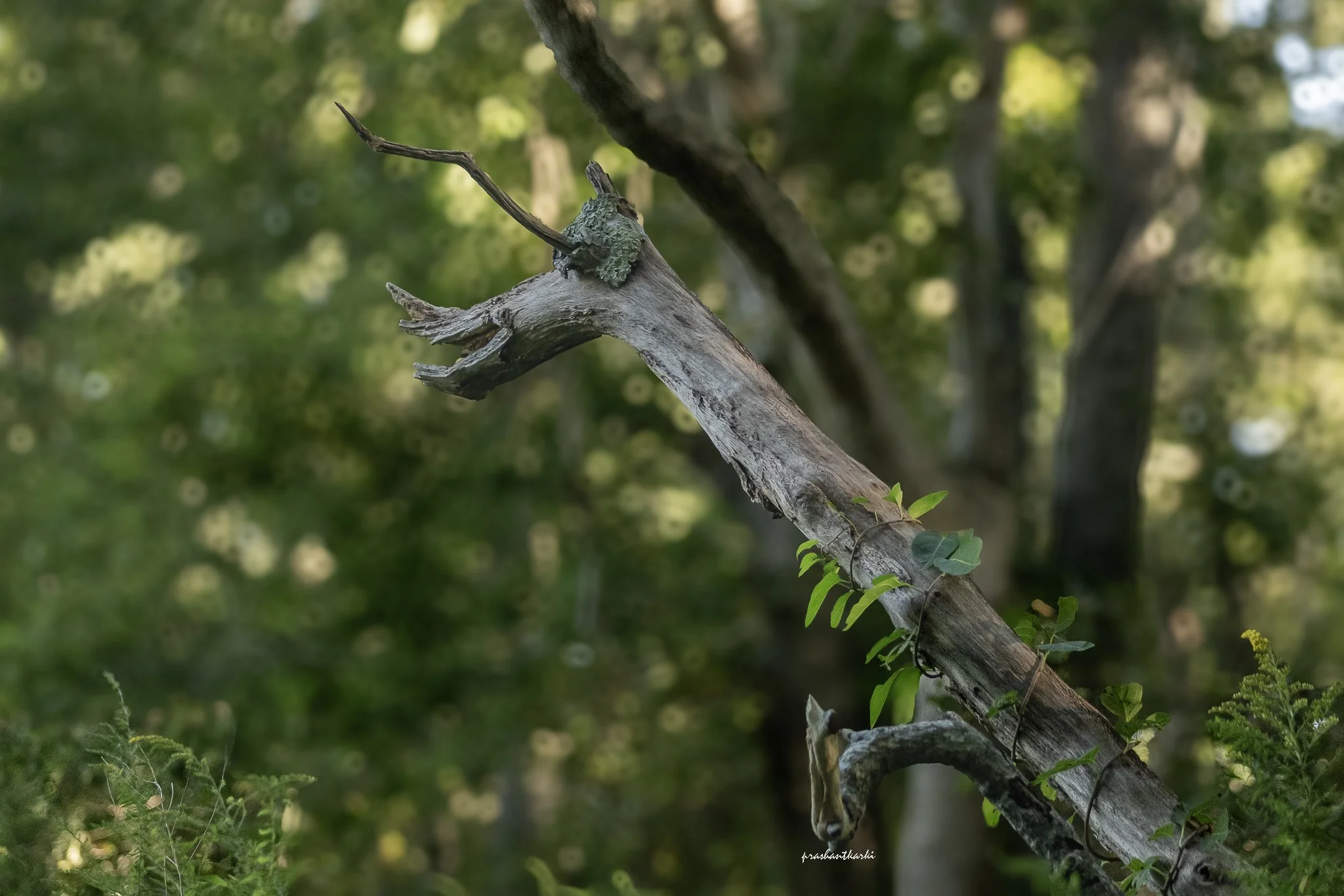 The North American Dragon