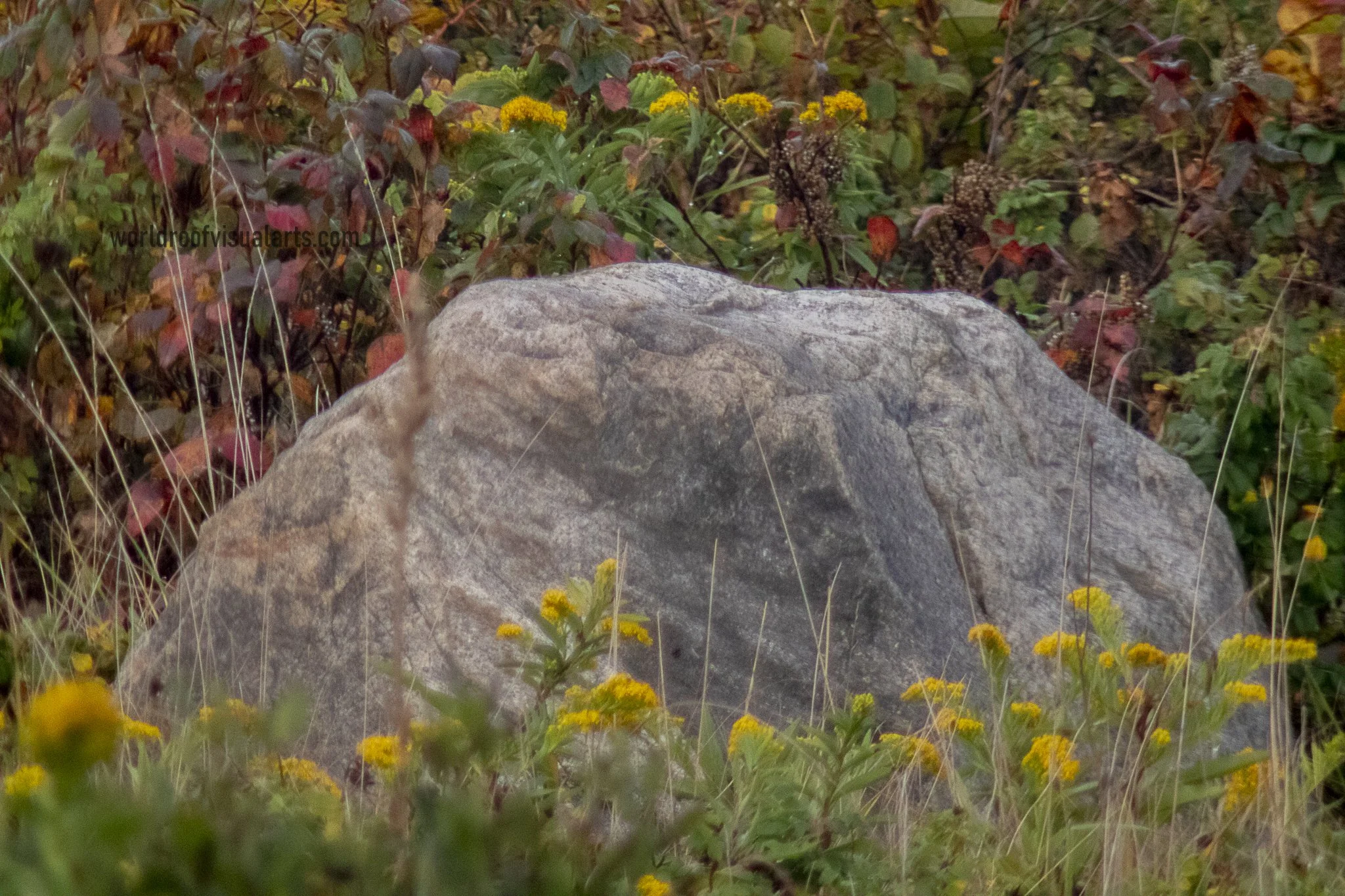Rock be The flower-Westport