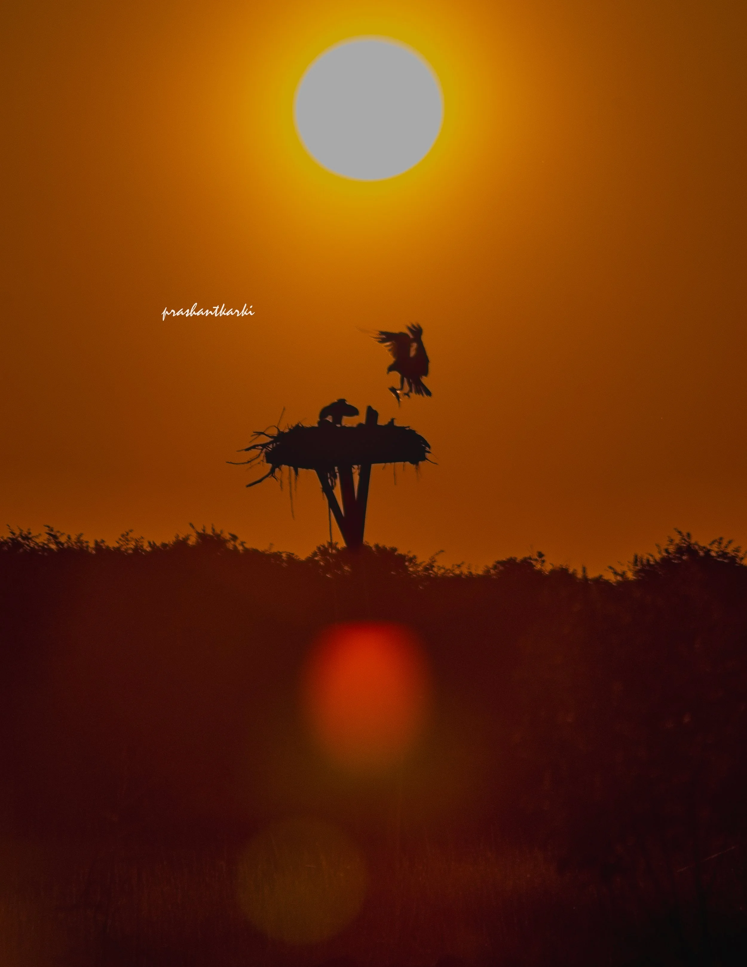 Morning Feast- OSPREY