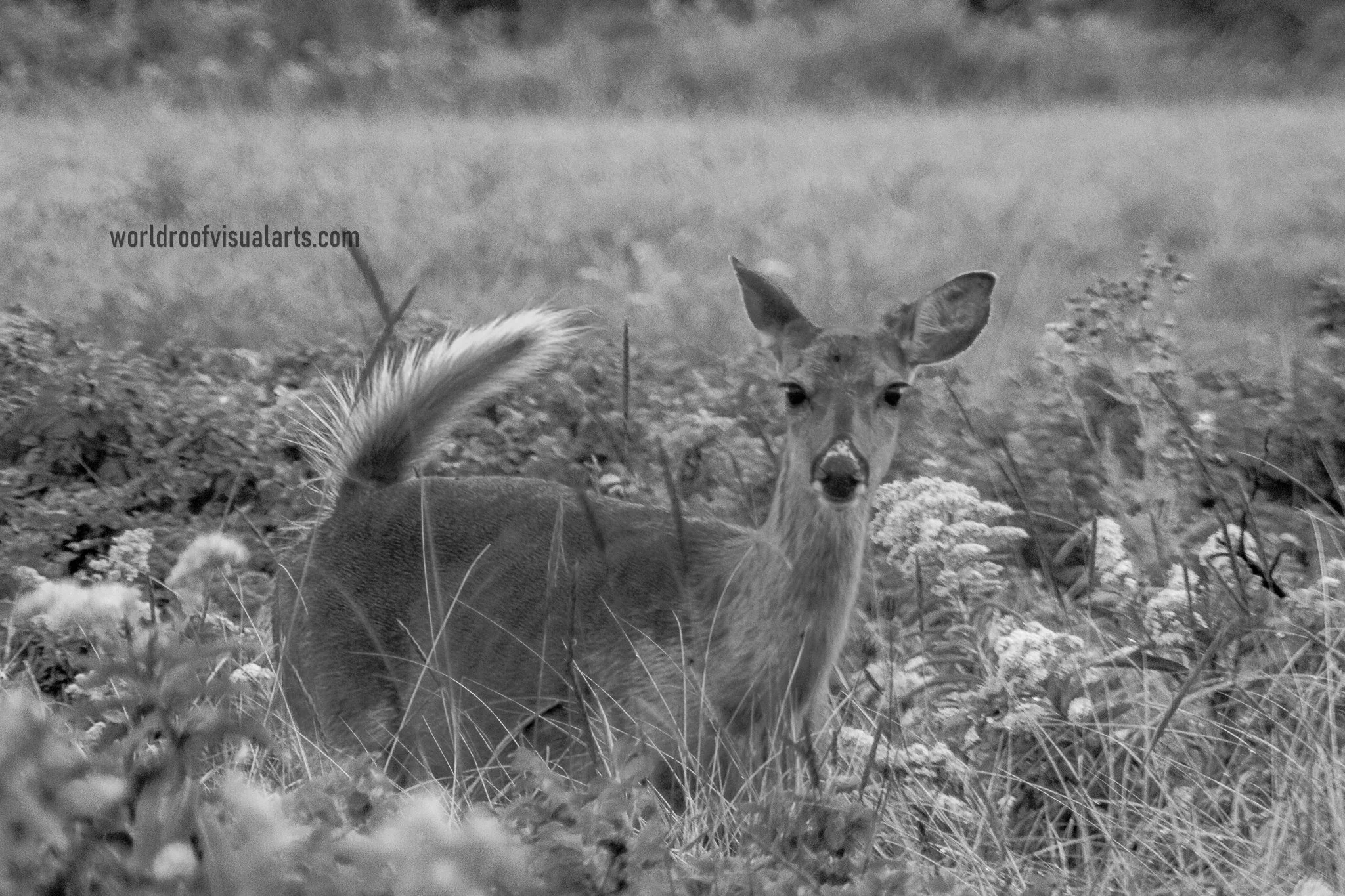 And they Change their color-westport