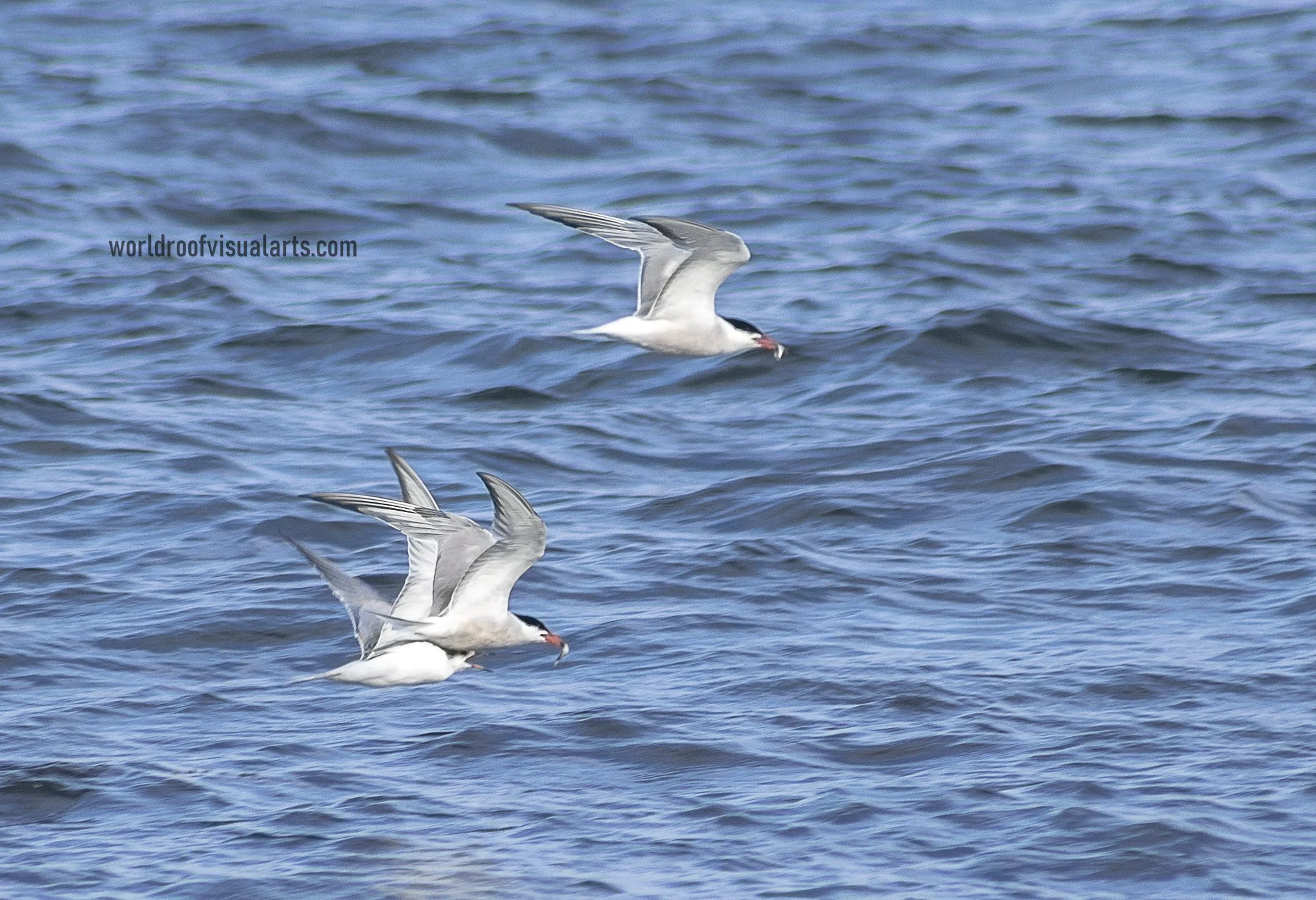 A snatch-Horseneck,Westport