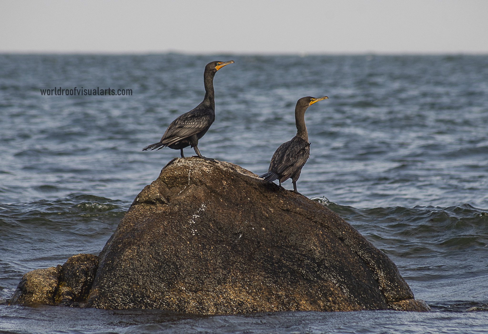 Duck meme - Westport