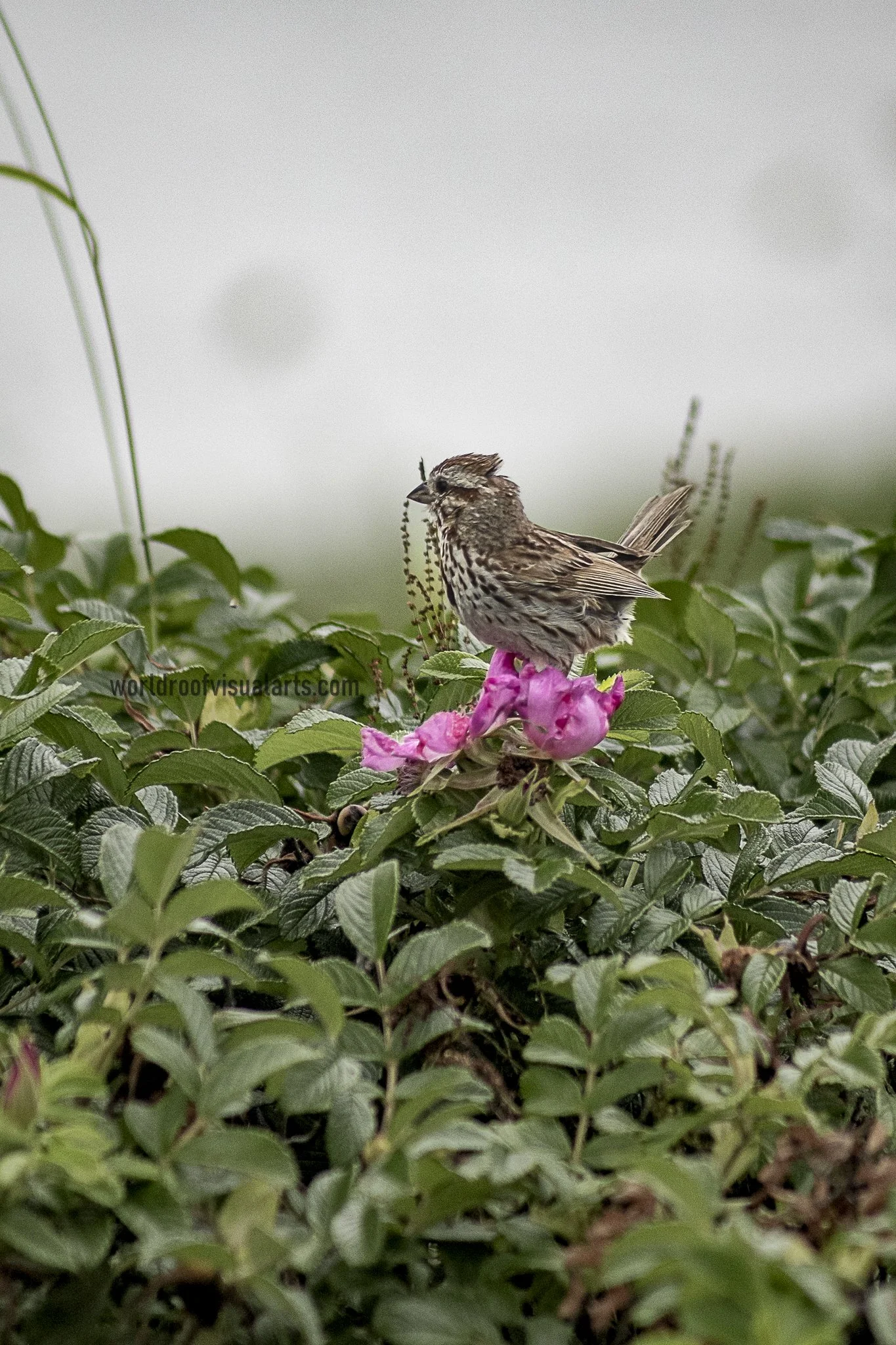 Pretty Lady-Westport