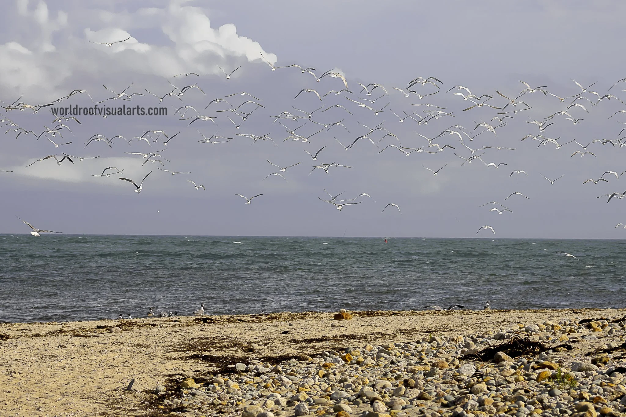 The Migration of Season - Westport