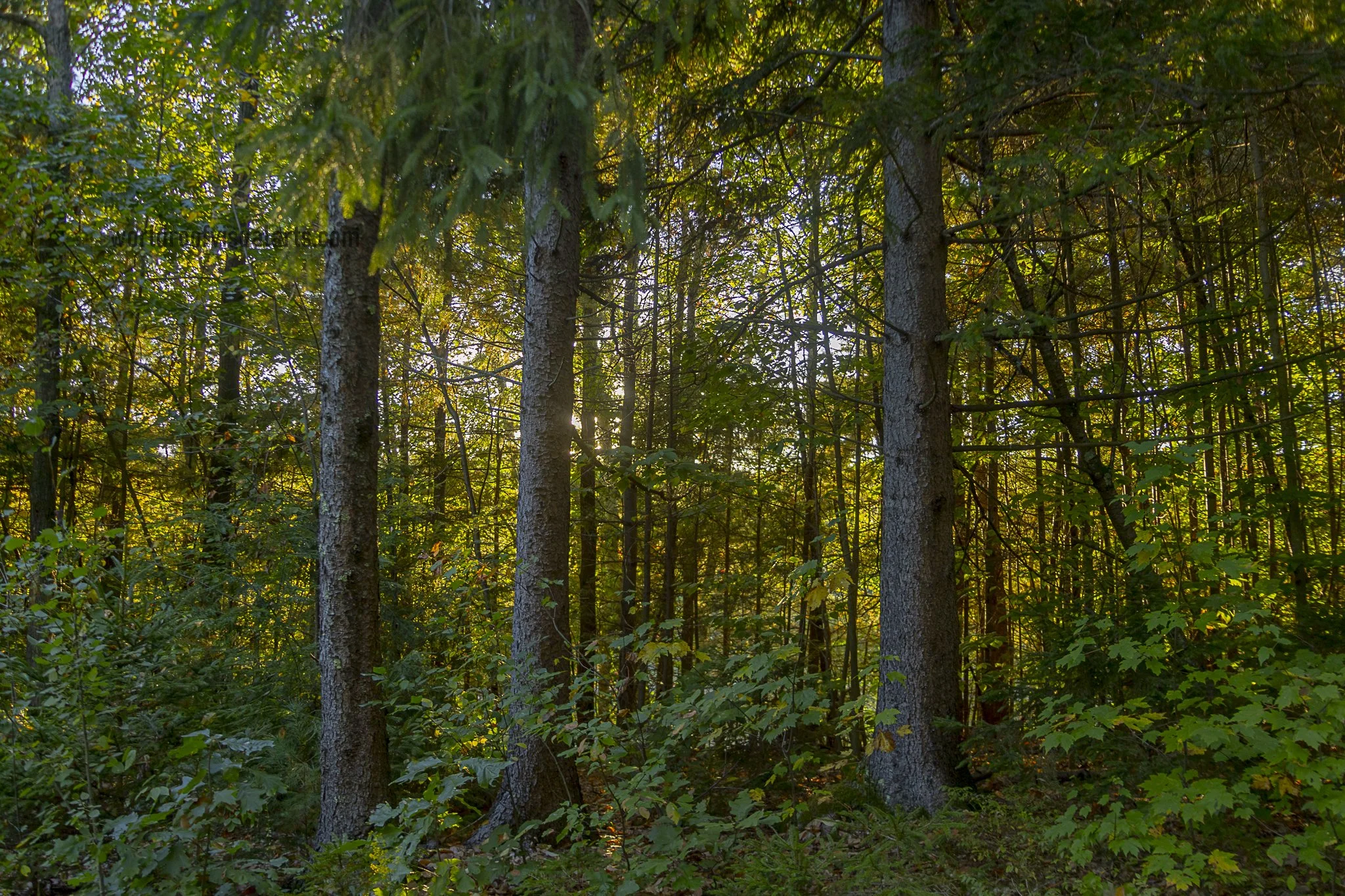 Three Wood Pillars-fitchburg