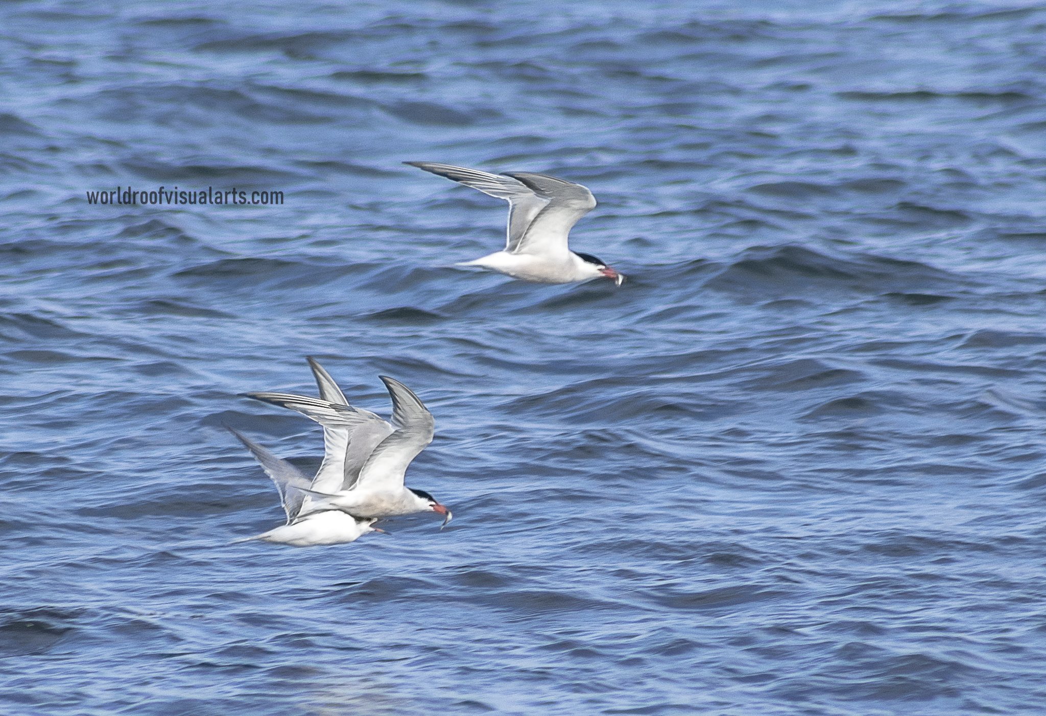 A snatch-Horseneck, Westport