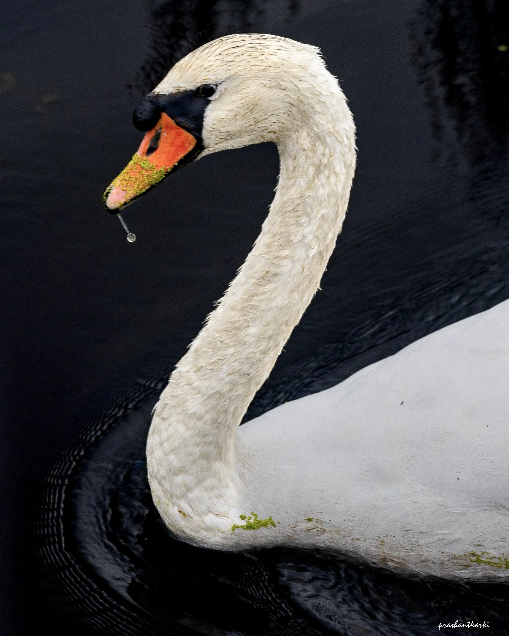 A Gentle Quack befrore