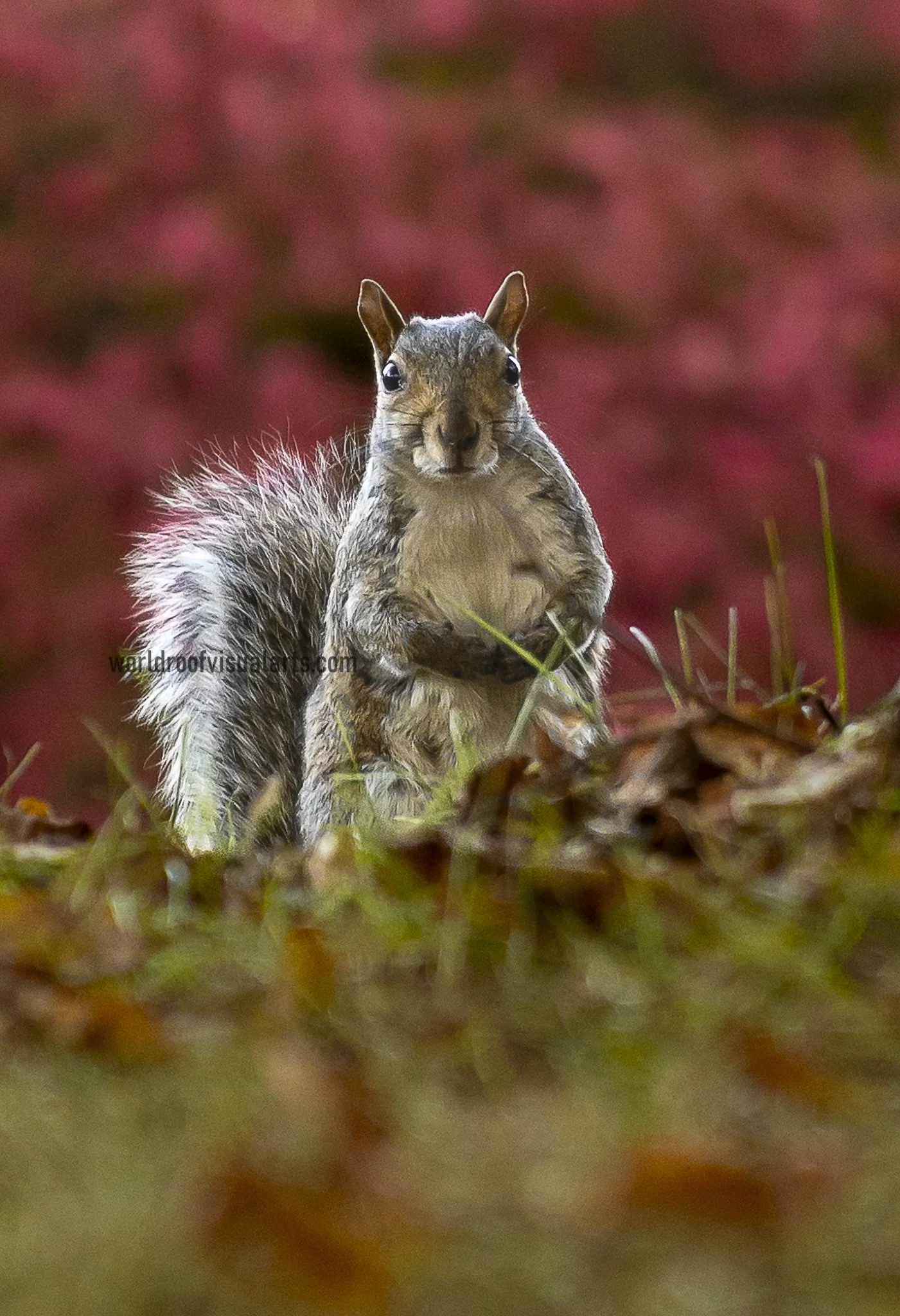 The Beautiful One-New Bedford