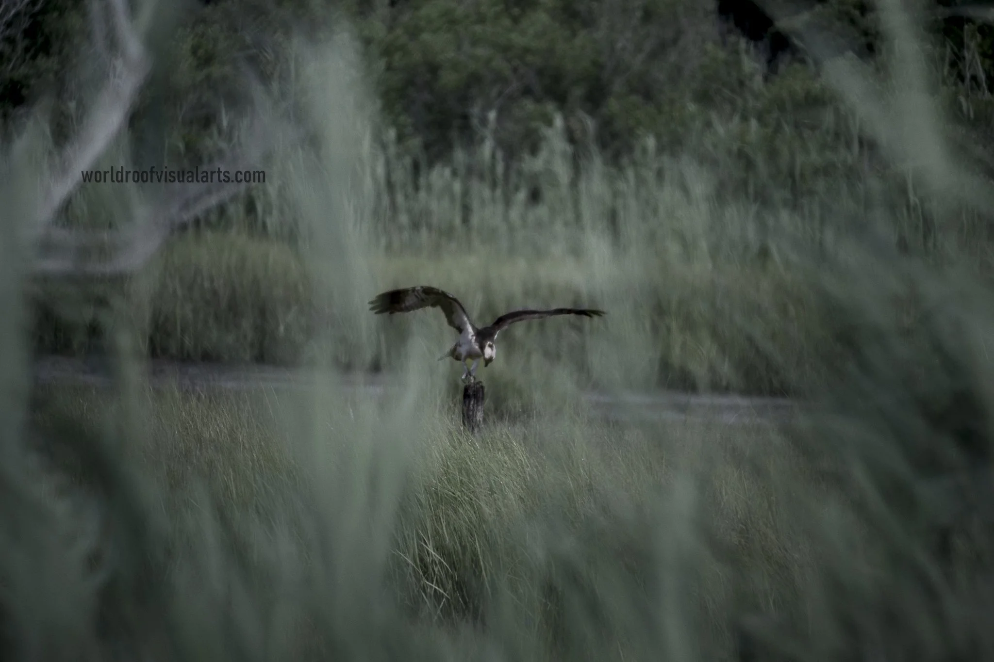 Ballet Your Majesty-westport