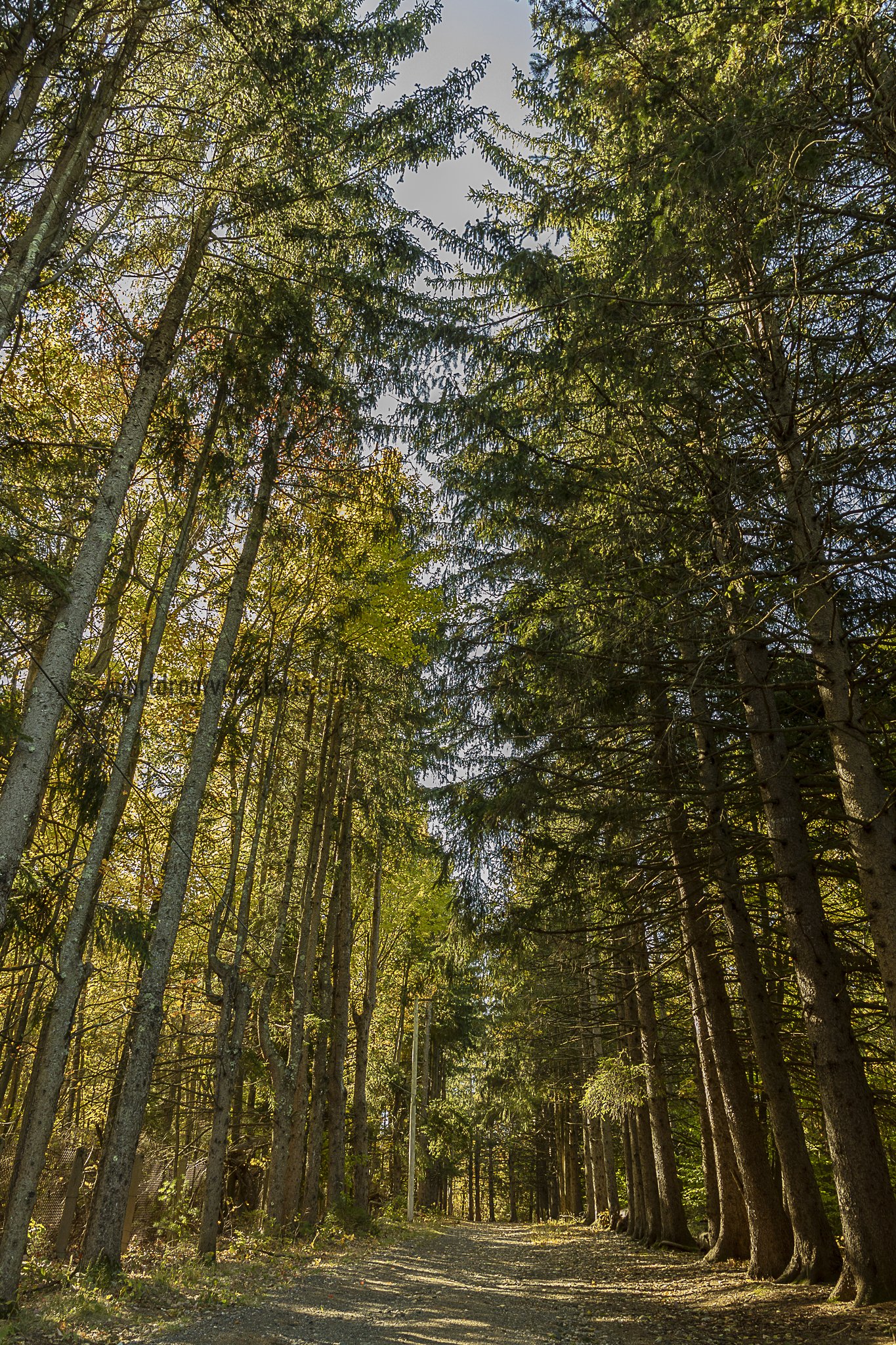 Dull and Green-Fitchburg