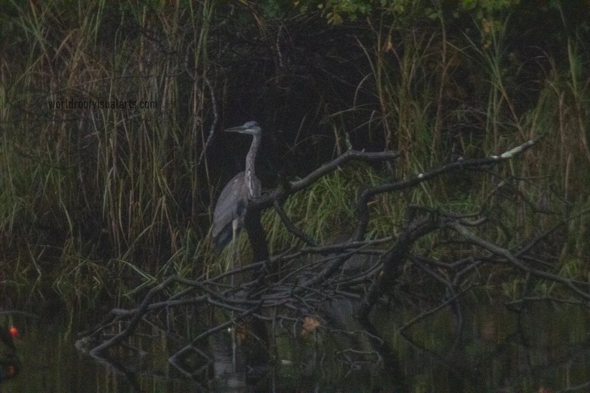 Find me in the dark- dartmouth