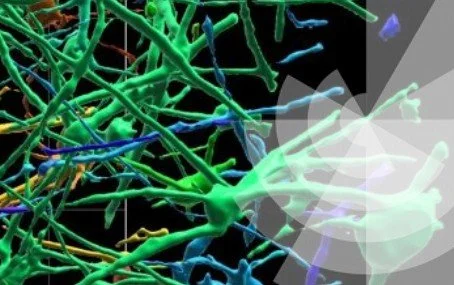 Development Journal Meeting 2026 - Human Development: Stem Cells, Models, Embryos