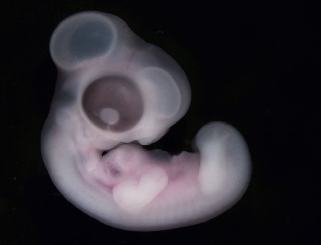 E6 chick embryo. Image credit: Yoshiko Takahashi